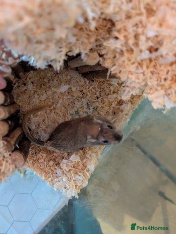 Gerbil rodents - Advert 11