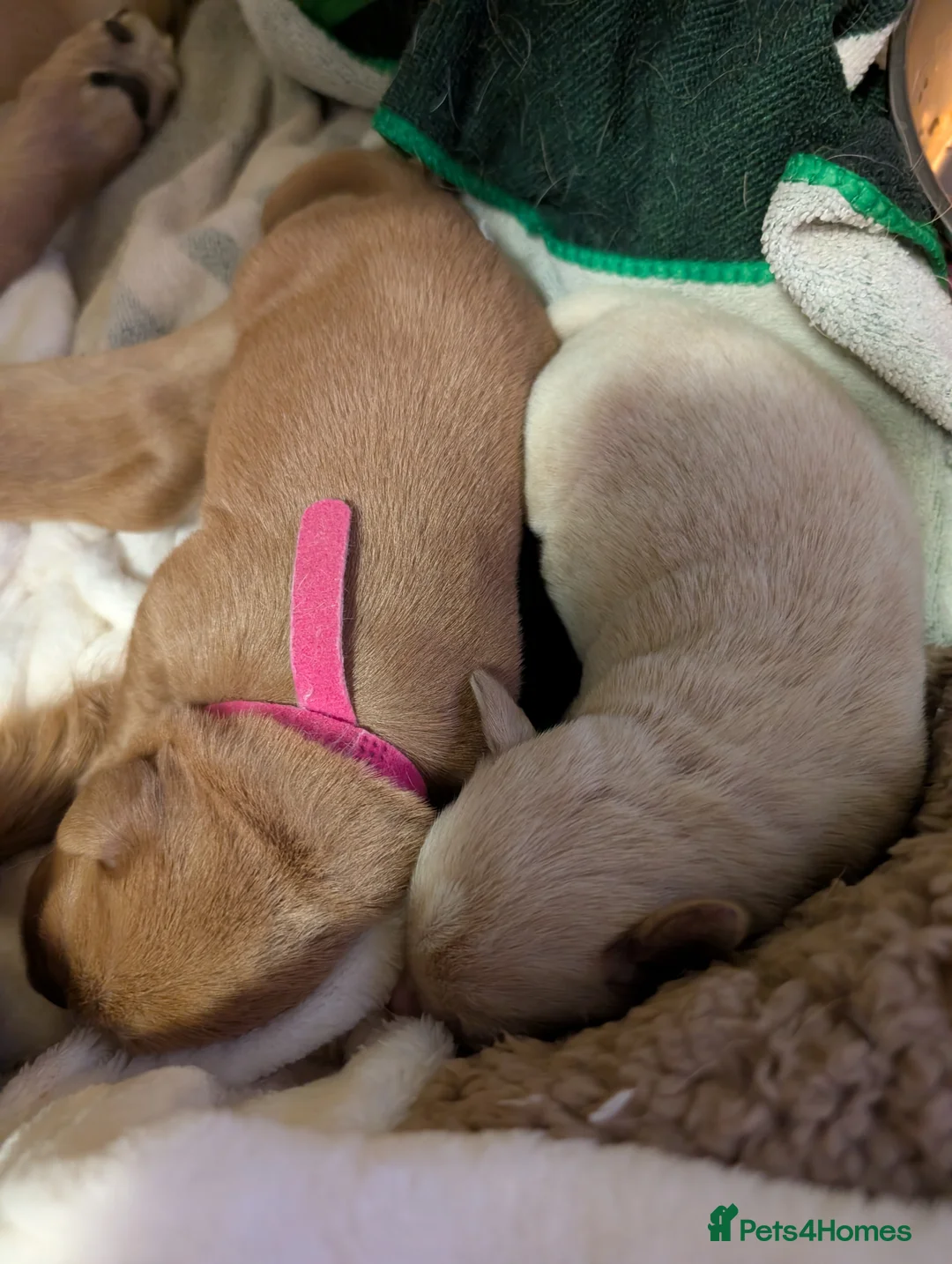 Mixed Breed dogs for sale: Golden doodle x Labrador puppies - Advert 2