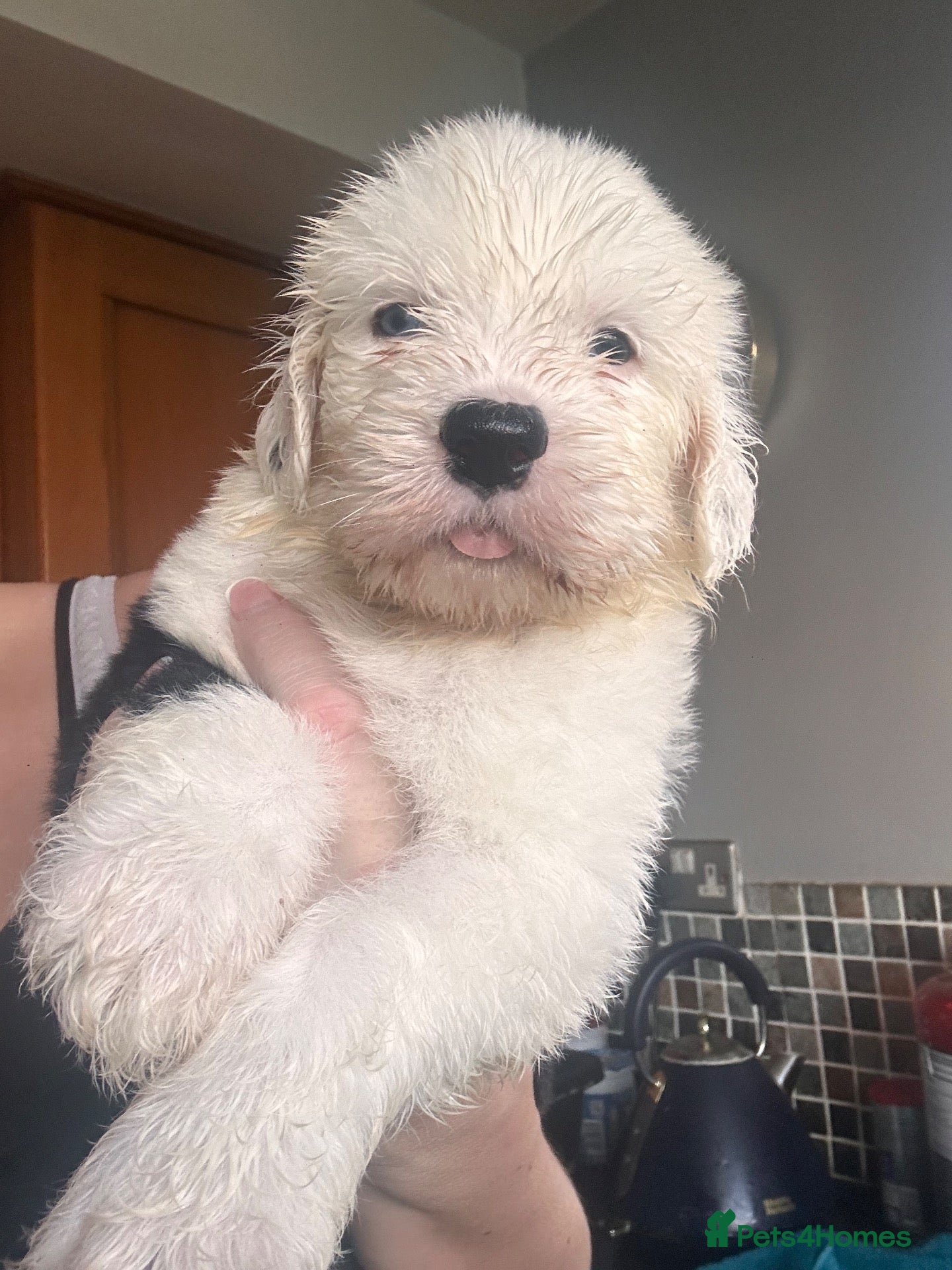 Old English Sheepdog dogs for sale: Just 1 little girl left!  - Advert 2