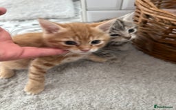 Domestic Shorthair cats for sale: Kittens - Image 2