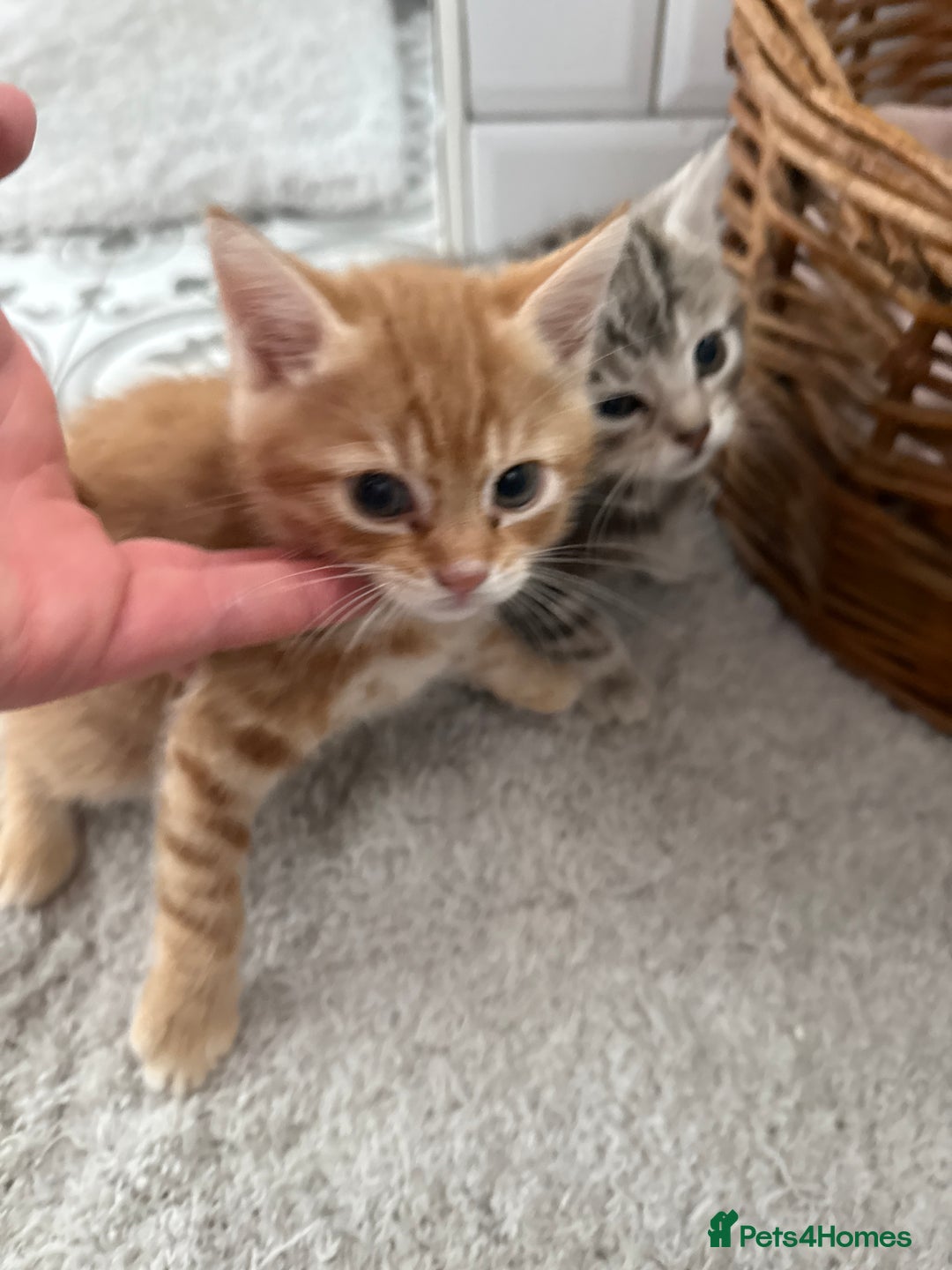 Domestic Shorthair cats for sale: Kittens - Image 2