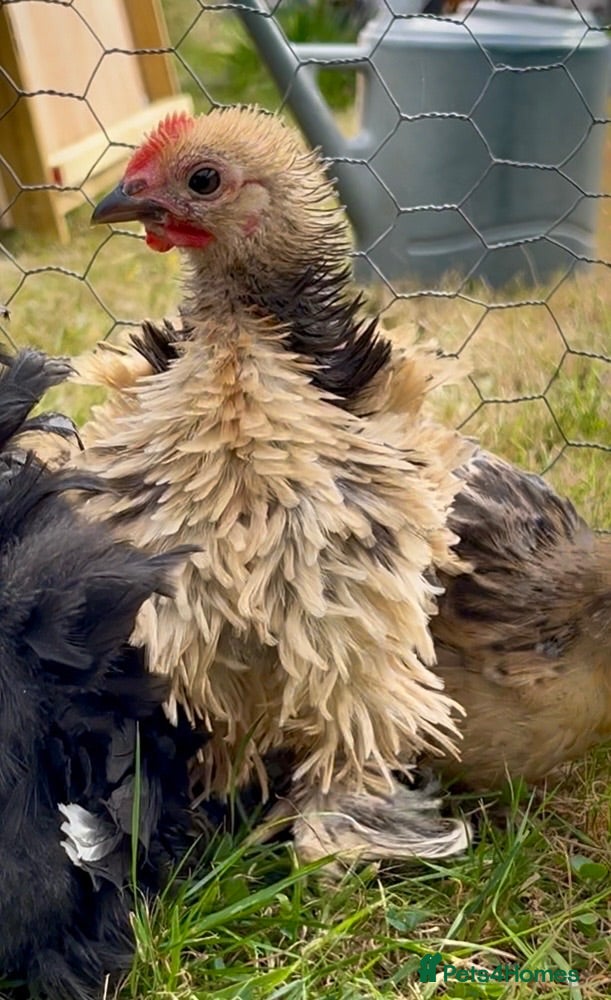 Chickens poultry Boy frizzle Pekin bantams - Advert 5