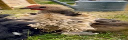 Chickens poultry for sale: Boy frizzle Pekin bantams - Advert 1
