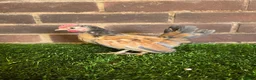 Chickens poultry for sale: Serama Cockerels  - Advert 2