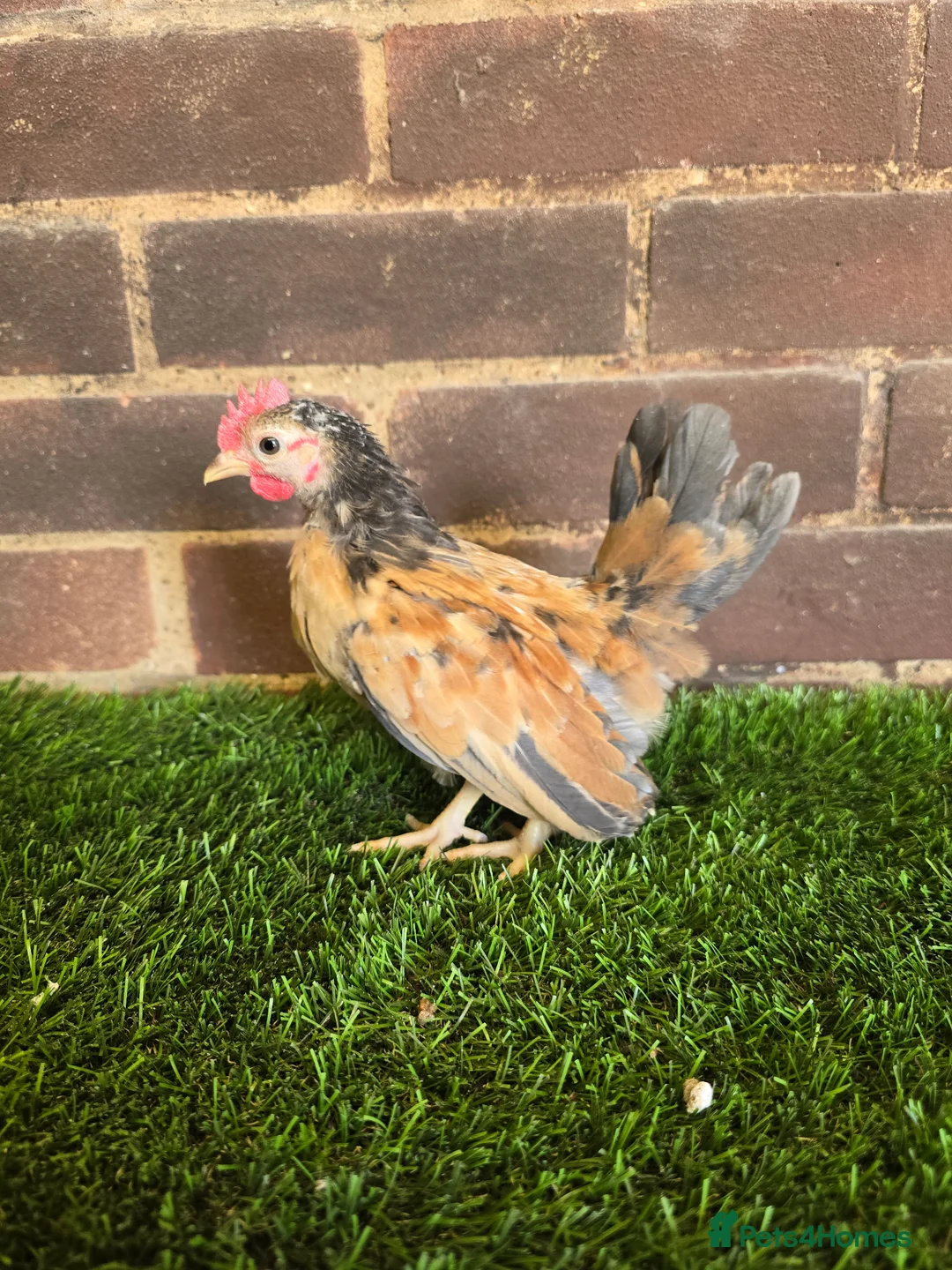 Chickens poultry for sale: Serama Cockerels  - Advert 2