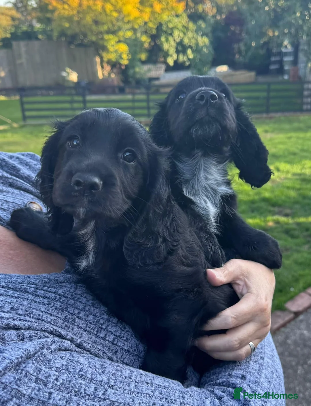 Cocker Spaniel dogs for sale: Working Cocker Spaniels - Advert 5