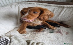 Cocker Spaniel dogs for sale: Working cocker Spaniel puppies KC registered  - Image 26