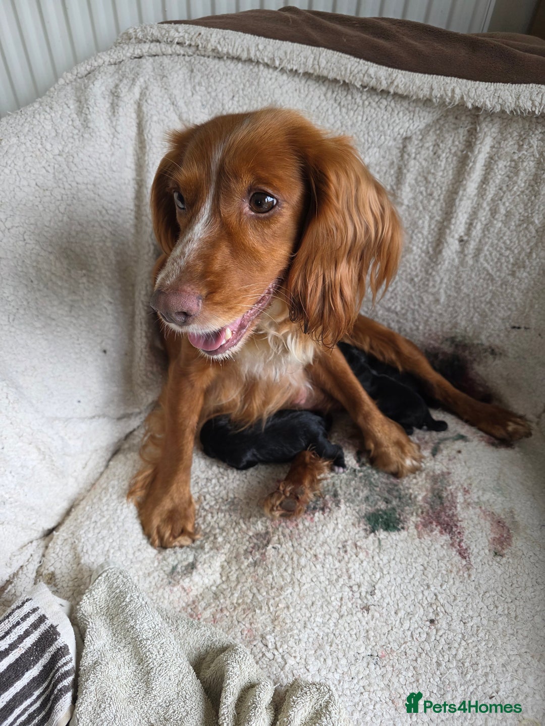 Cocker Spaniel dogs for sale: Working cocker Spaniel puppies KC registered  - Image 26