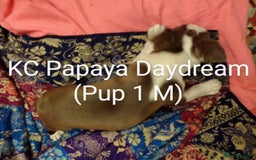 Boston Terrier dogs for sale: Three adorable KC Boston Terrier puppies - Image 4