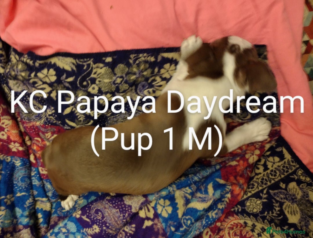 Boston Terrier dogs for sale: Three adorable KC Boston Terrier puppies - Image 4