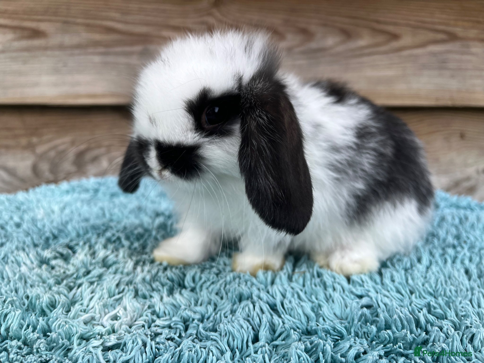 Mini Lop rabbits Gorgeous pure Mini lops  - Advert 1