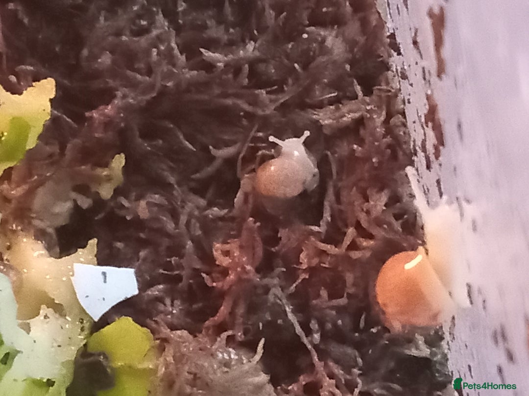 Snails invertebrates for sale: Baby giant African land snails Fulica  - Advert 9