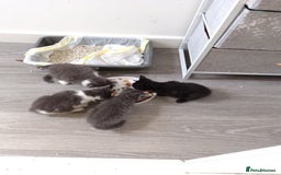 Mixed Breed cats for sale: Mixed breed Tabbies  - Image 19