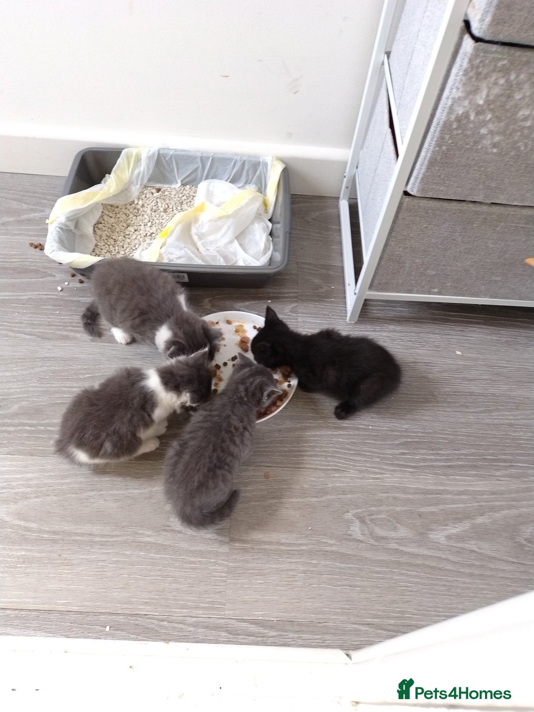 Mixed Breed cats for sale: Mixed breed Tabbies  - Image 19