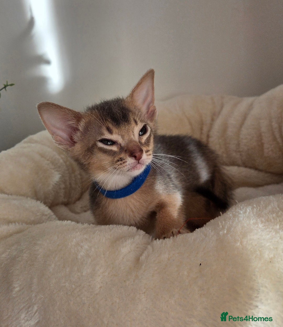 Abyssinian cats for sale: Gorgeous Tica  Abyssinian Kittens  - Advert 24