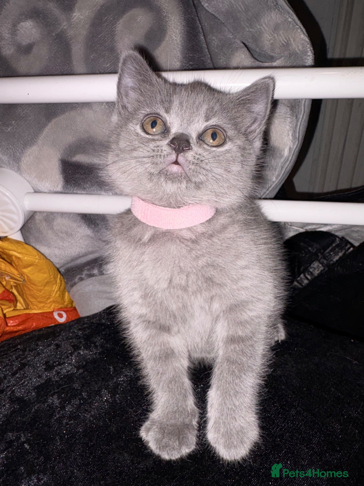 British Shorthair cats Beautiful British Blue Kittens 🩶 - Advert 1