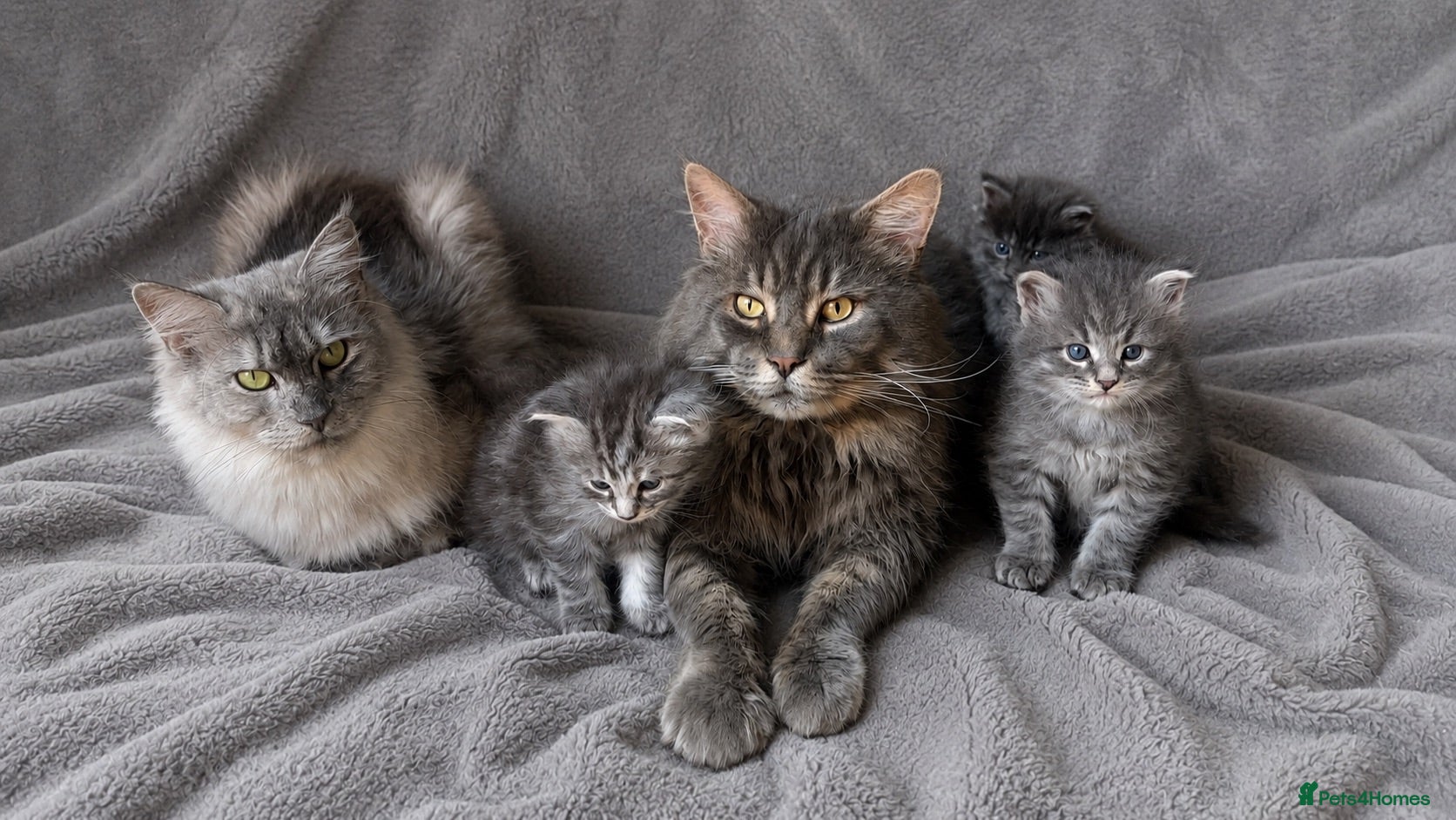 Maine Coon cats TICA Registered Maine Coon Kittens  - Advert 2