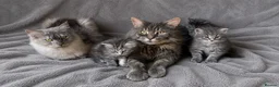 Maine Coon cats for sale: TICA Registered Maine Coon Kittens  - Advert 1