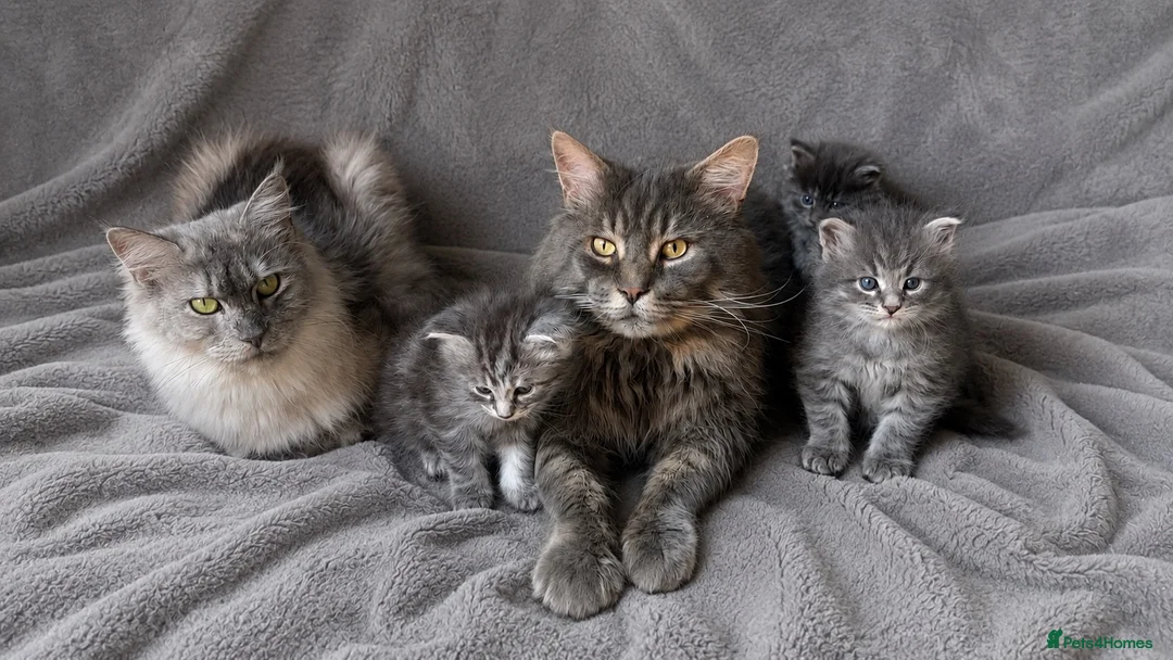 Maine Coon cats for sale: TICA Registered Maine Coon Kittens  - Advert 1