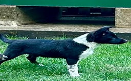 Border Collie dogs for sale: Boarder collie girl puppy - Image 5