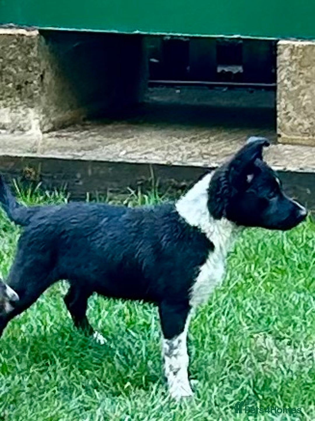 Border Collie dogs for sale: Boarder collie girl puppy - Image 5