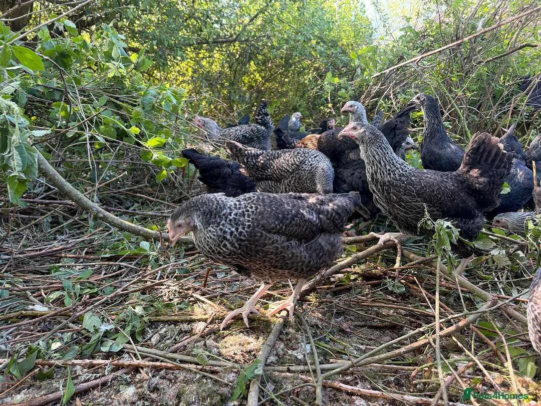 Mixed Breed poultry for sale: 🐓 FREE RANGE POL HENS – AVAILABLE NOW 🐓 in Bedworth - Advert 2