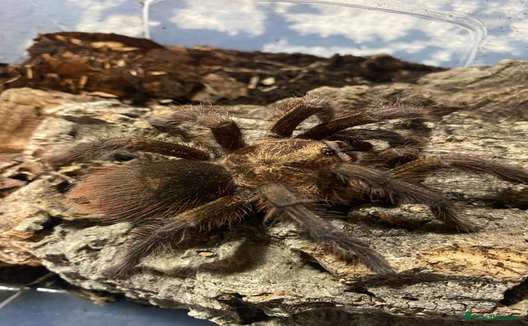 Mixed Breed invertebrates - Advert 1