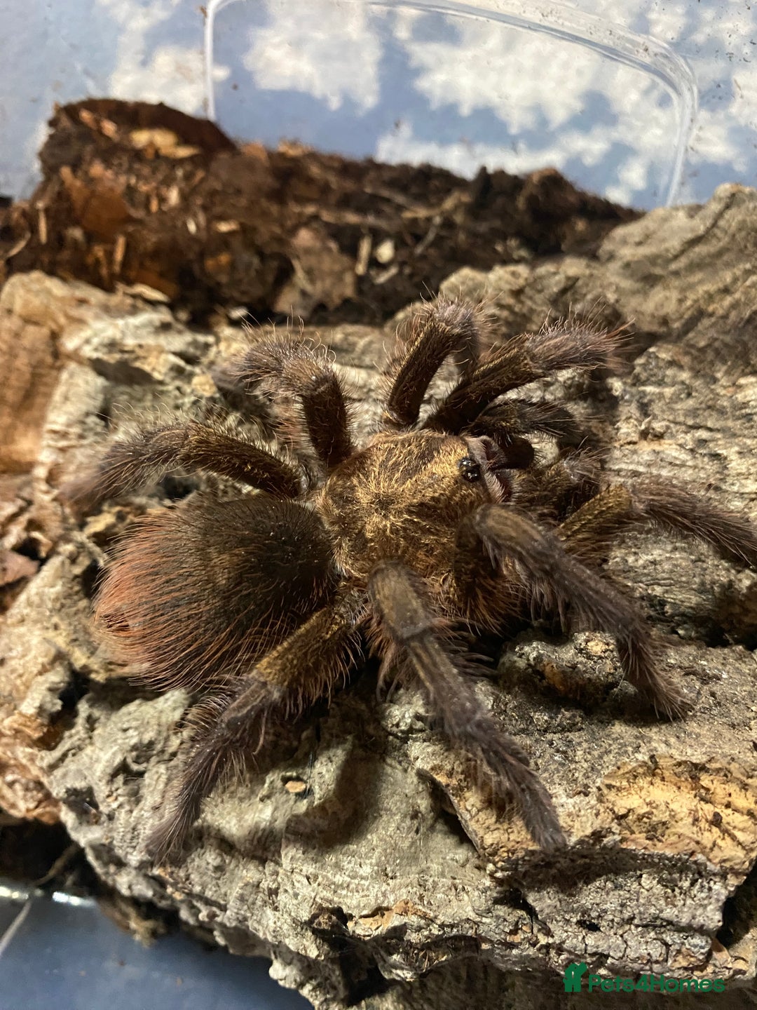Mixed Breed invertebrates for sale: Tarantulas, Millipedes, Mantises, Isopods  - Image 1
