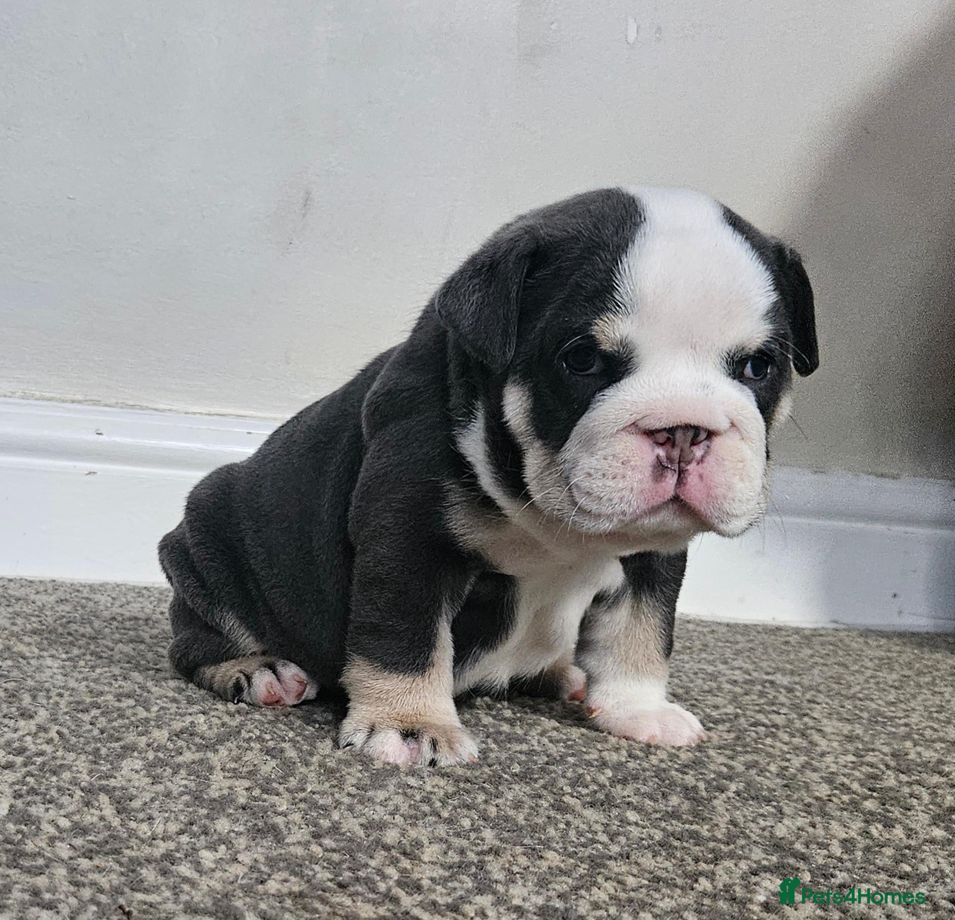 English Bulldog dogs for sale: Stunning English Bulldog Puppies - Advert 17