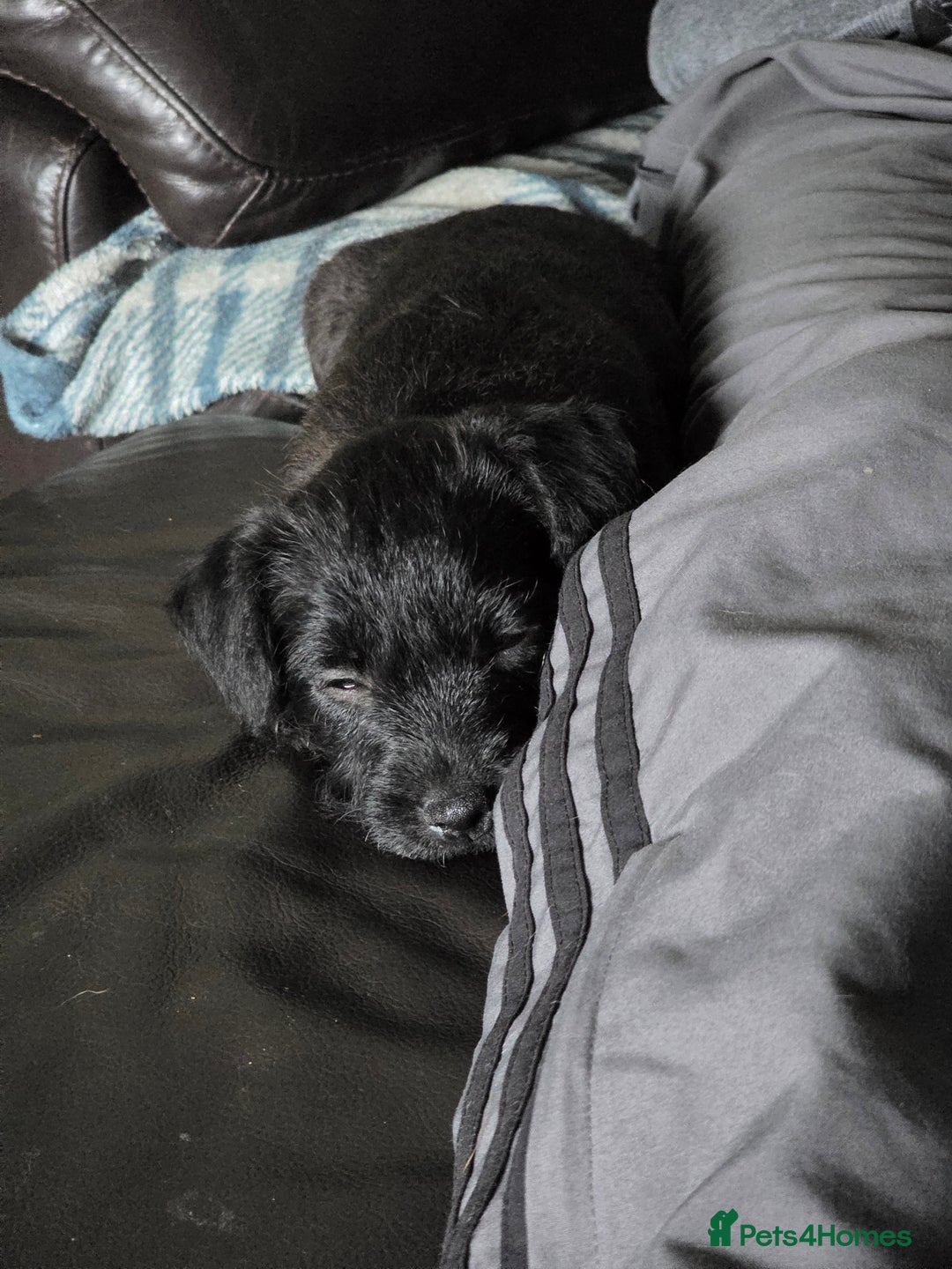 Mixed Breed dogs for sale: Gorgeous Border/Patterdale bitch - Image 8