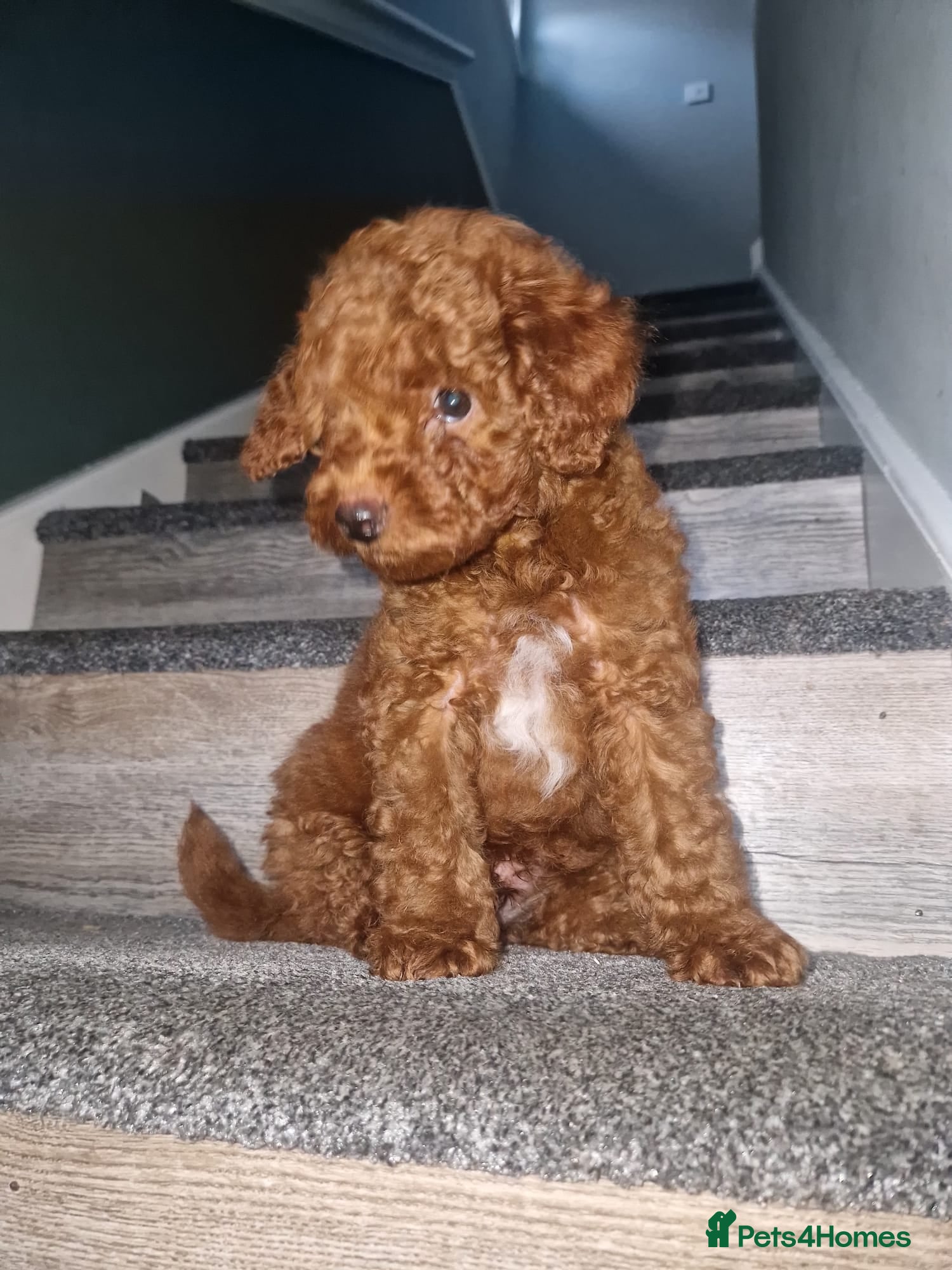 Toy Poodle dogs Champion blood, solid red KC toy poodle, ready now - Advert 18