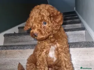 Toy Poodle dogs Champion blood, solid red KC toy poodle, ready now - Advert 18