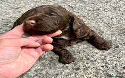 Cockapoo dogs for sale: 👀CHOCOLATE  COCKAPOO PUP - Image 9