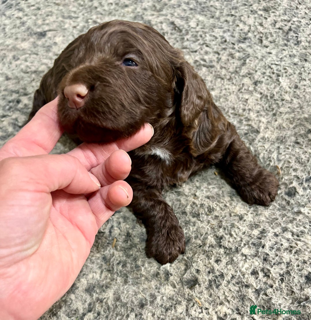 Cockapoo dogs for sale: 👀CHOCOLATE  COCKAPOO PUP - Image 9
