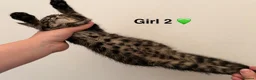 Bengal cats for sale: 🖤🧡🐆4 bengal girls 🐆🧡🖤 - Advert 9