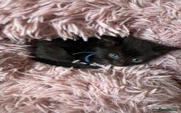 Mixed Breed cats for sale: British shorthair/ Ragdoll cross - Image 1