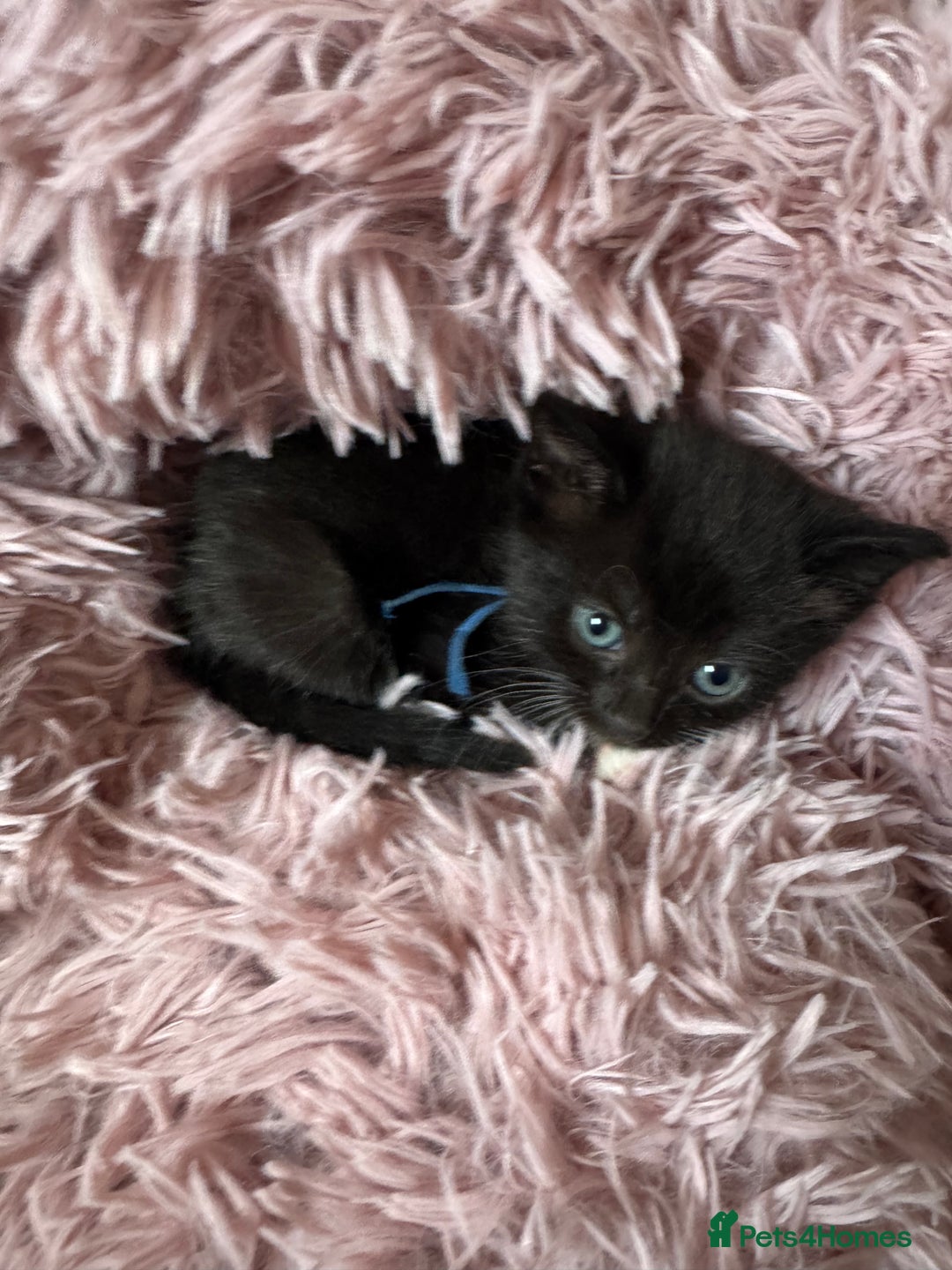 Mixed Breed cats for sale: British shorthair/ Ragdoll cross - Image 1