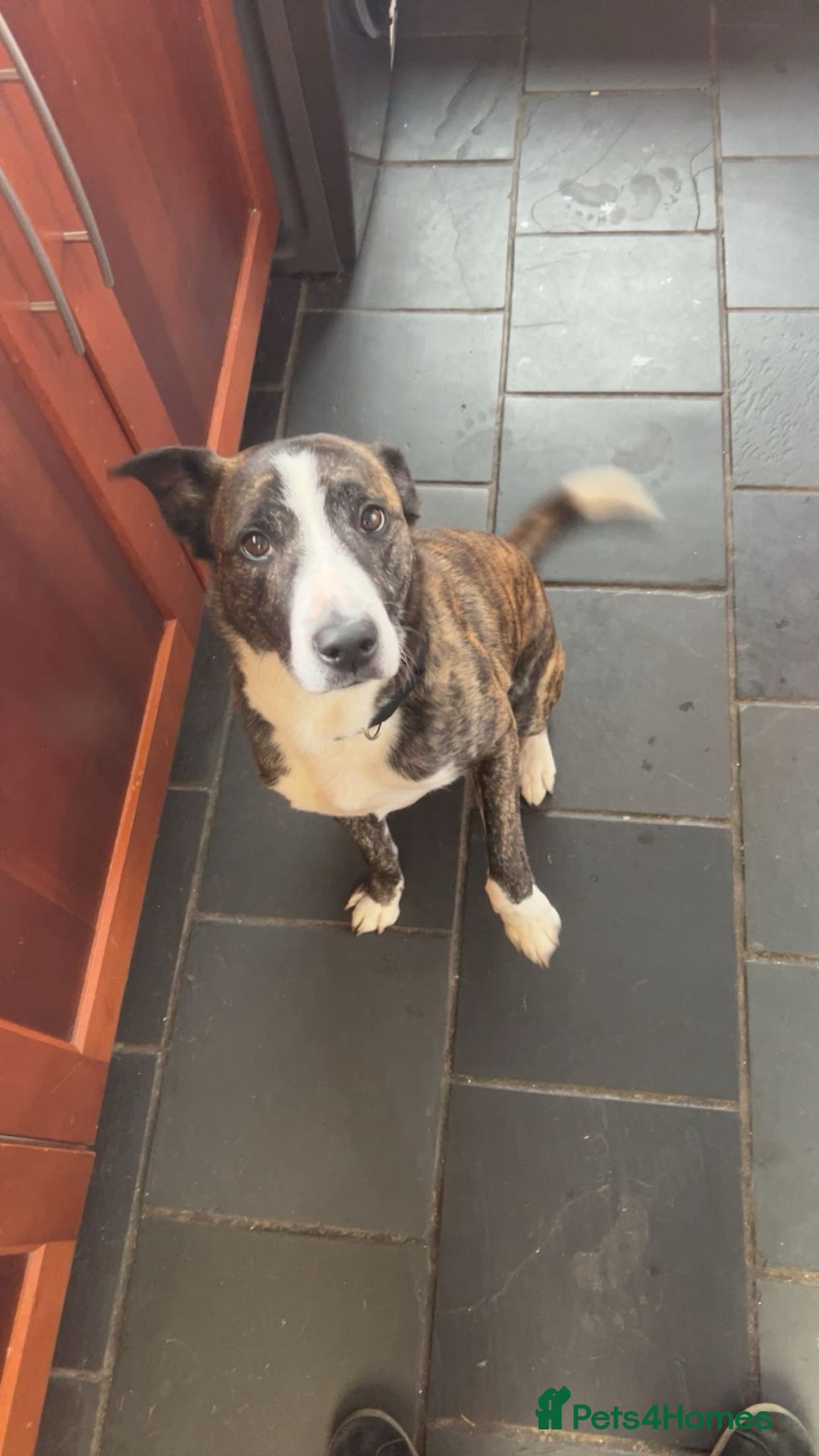 Mixed Breed dogs for sale: Staffie X - Image 4