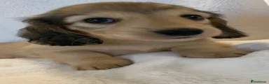 Miniature Dachshund 2