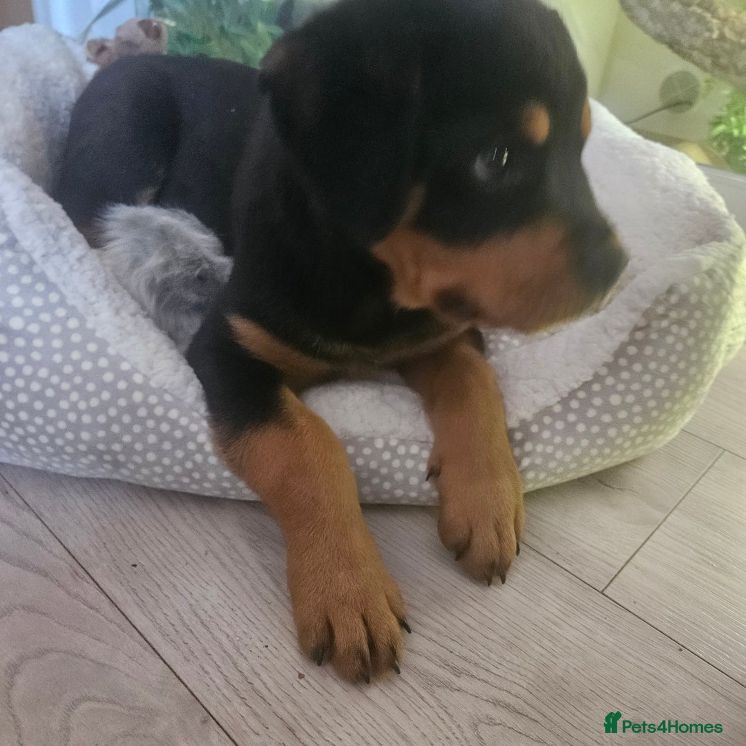 Rottweiler dogs for sale: Rottweiler puppy  - Image 6