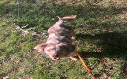 Dachshund dogs for sale: puppies  - Image 2