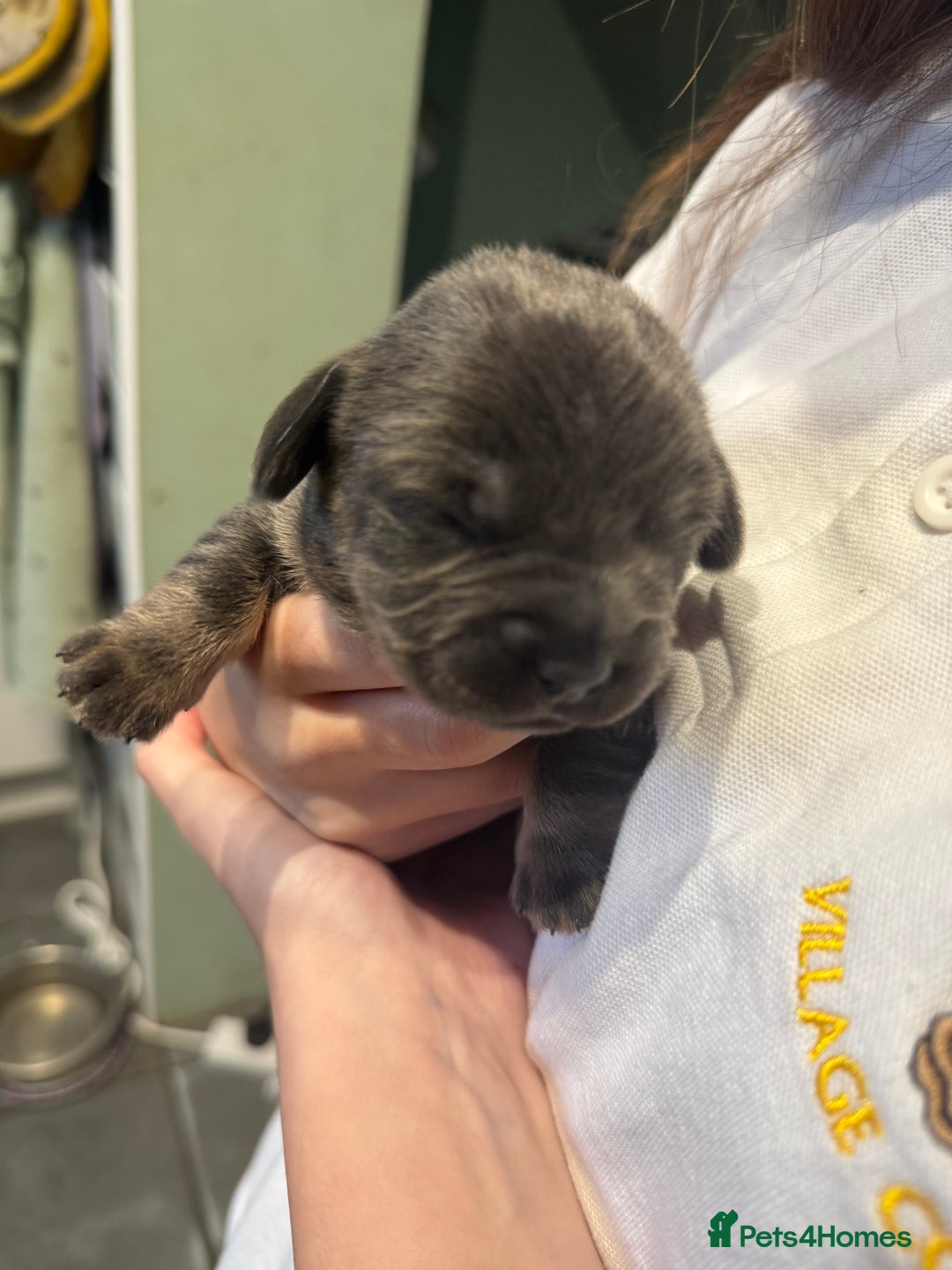Mixed Breed dogs for sale: Adorable frenchie mix - Image 9