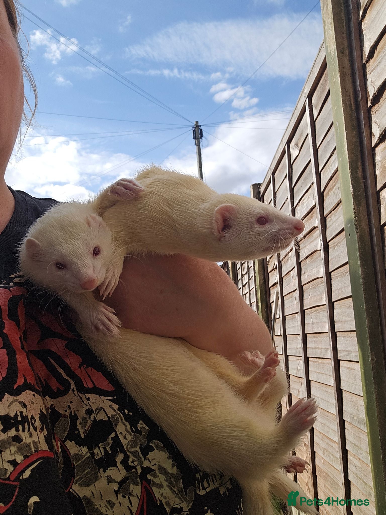 Ferret rodents 2 albino jills  - Advert 13