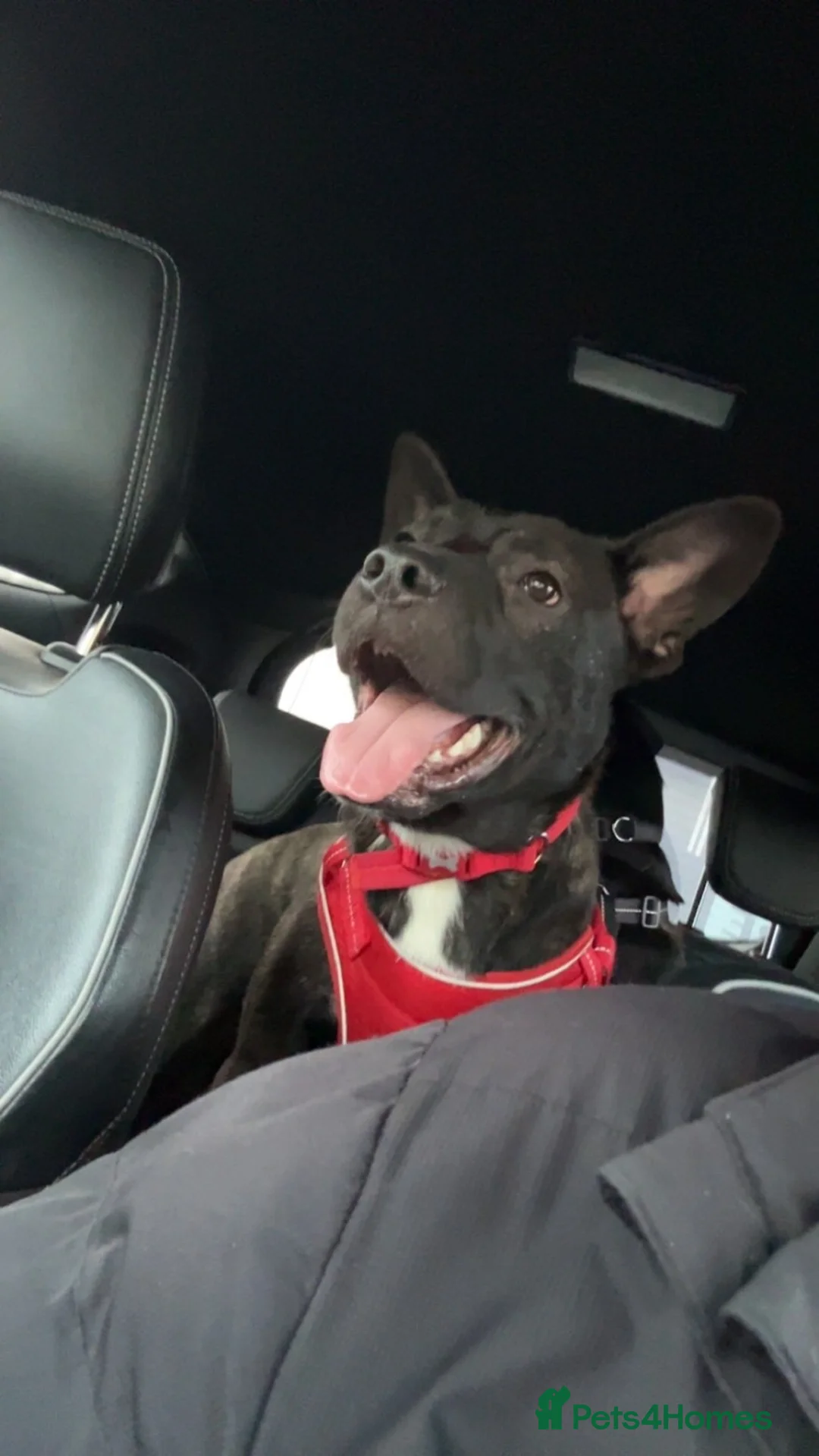 Mixed Breed dogs for sale: FREE. My lovely boy Riley for rehoming  - Advert 2