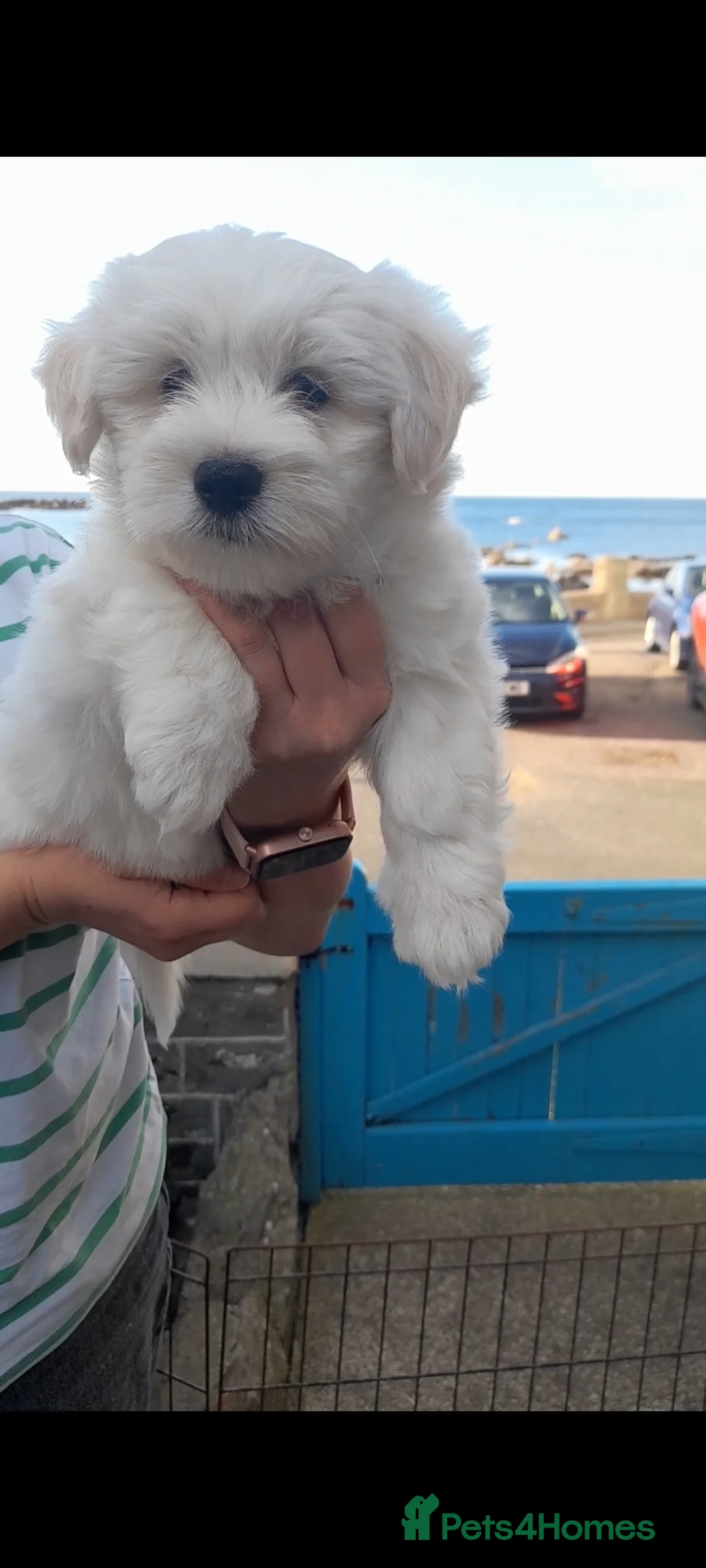 Coton De Tulear dogs for sale: Beautiful Full Coton de Tuléar Puppies - Advert 2