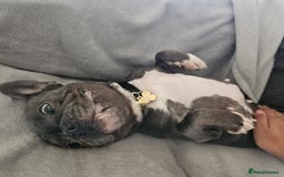 French Bulldog dogs for sale: 3 Year Old Blue Frenchie (GIRL) - Image 4