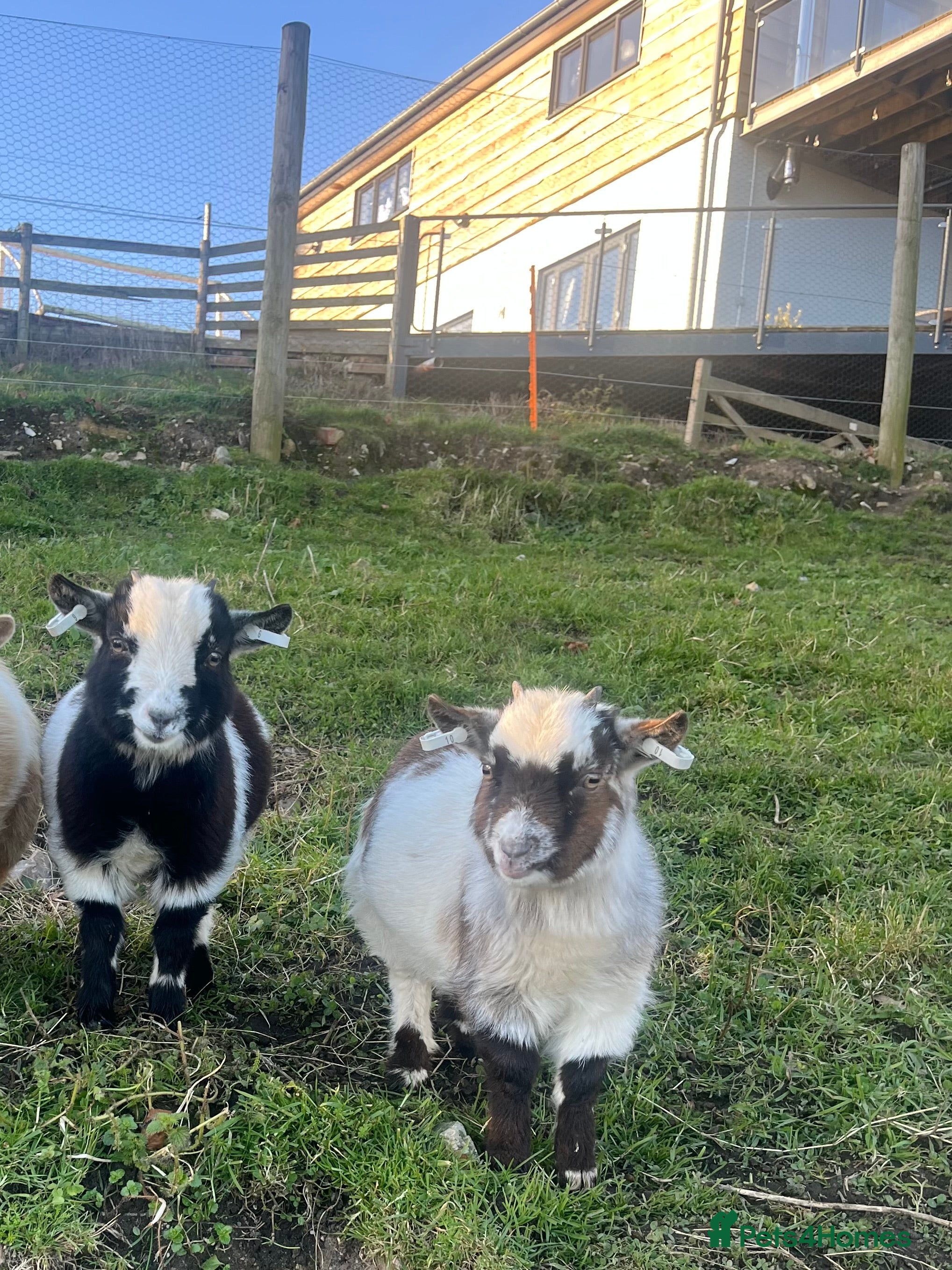Goats livestock Pygmy goat pair for sale  - Advert 1