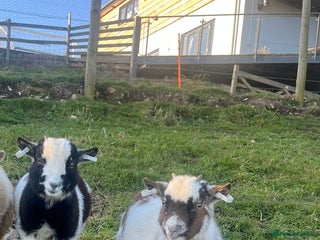 Goats livestock Pygmy goat pair for sale - Advert 5