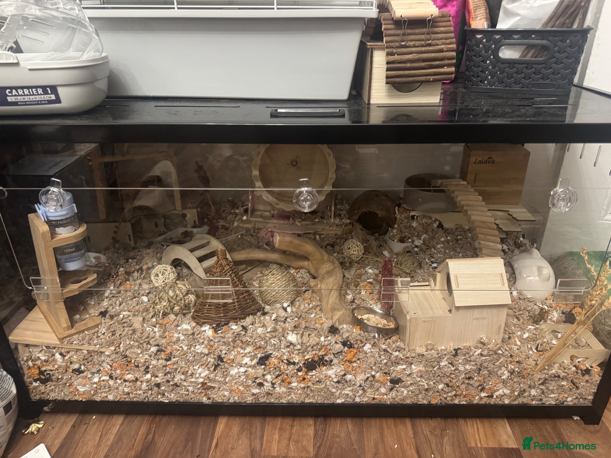 Hamster rodents Robo dwarf hamster and full enclosure.  - Advert 1