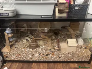 Hamster rodents Robo dwarf hamster and full enclosure. - Advert 1
